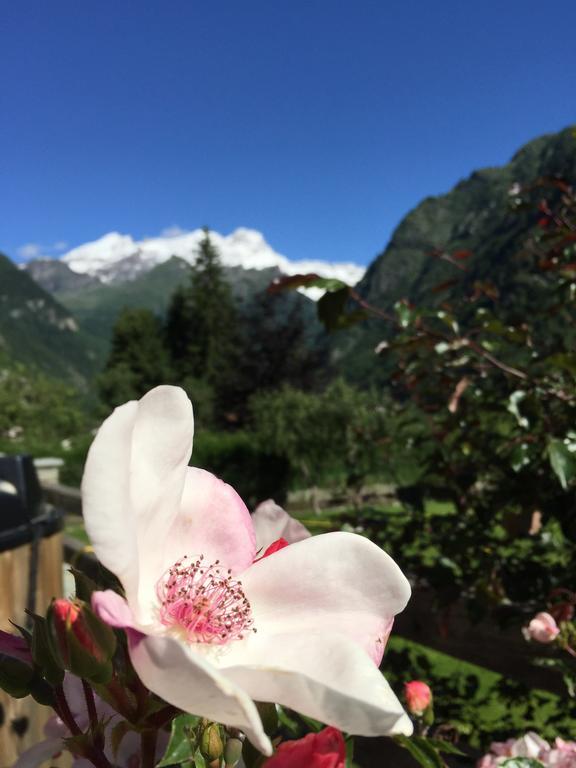 Tre Alberi Liberi Bed & Breakfast Alagna Valsesia Exterior photo
